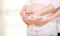 基因改造，细菌控蚊，人类对付蚊子出奇招
